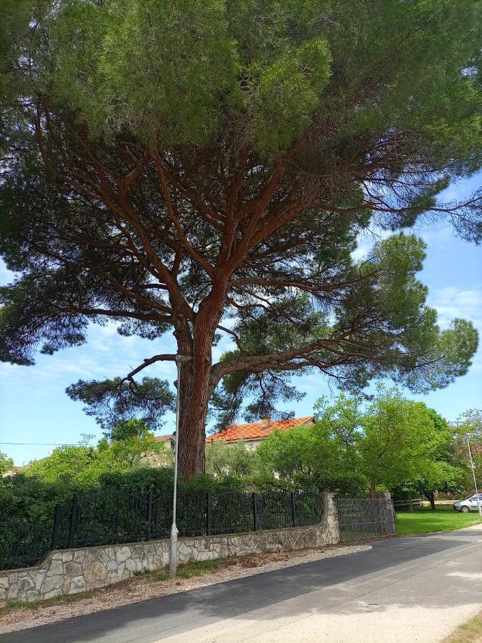 Apartments Ingrid Novigrad Istria Dış mekan fotoğraf