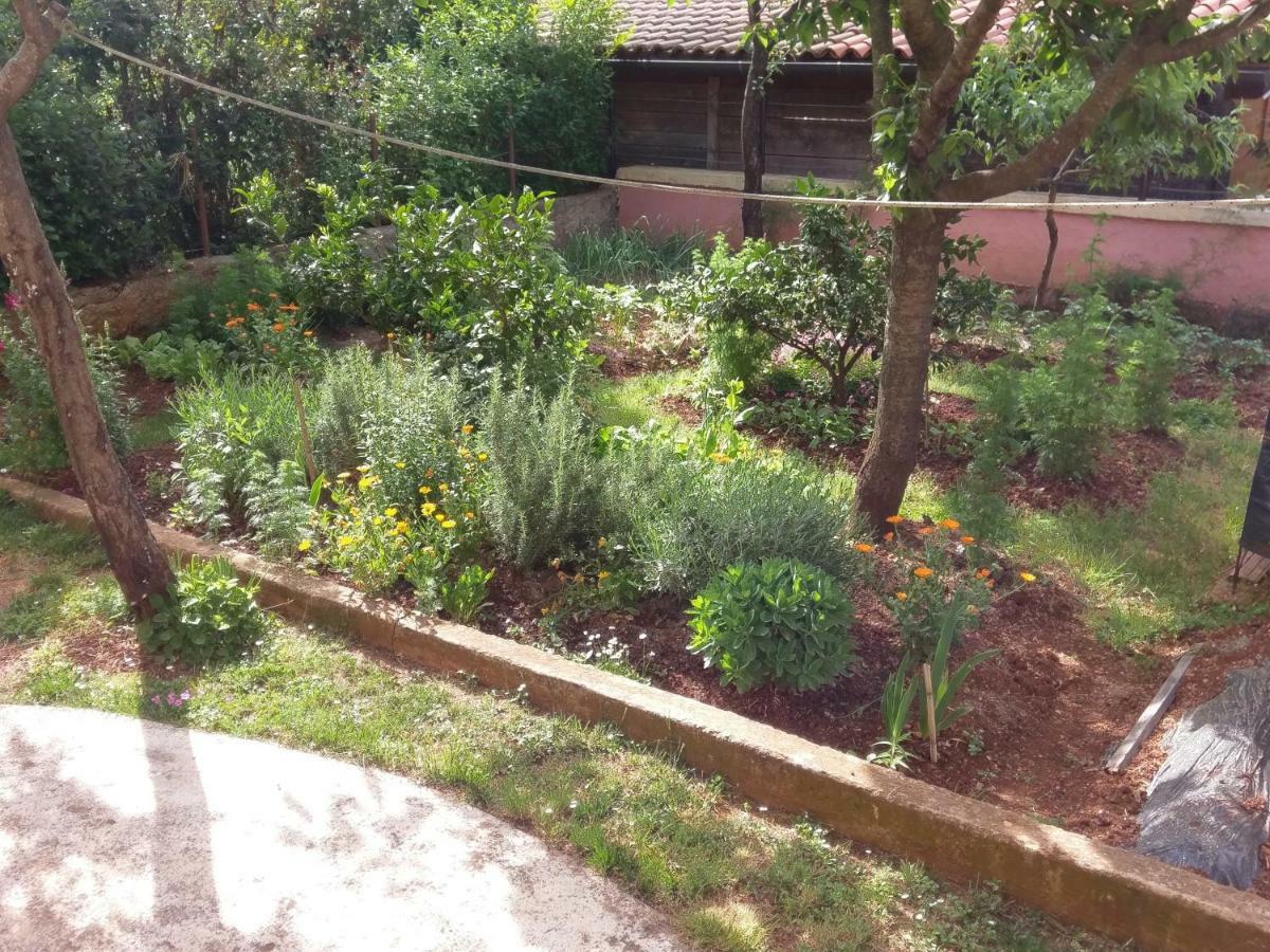 Apartments Ingrid Novigrad Istria Dış mekan fotoğraf