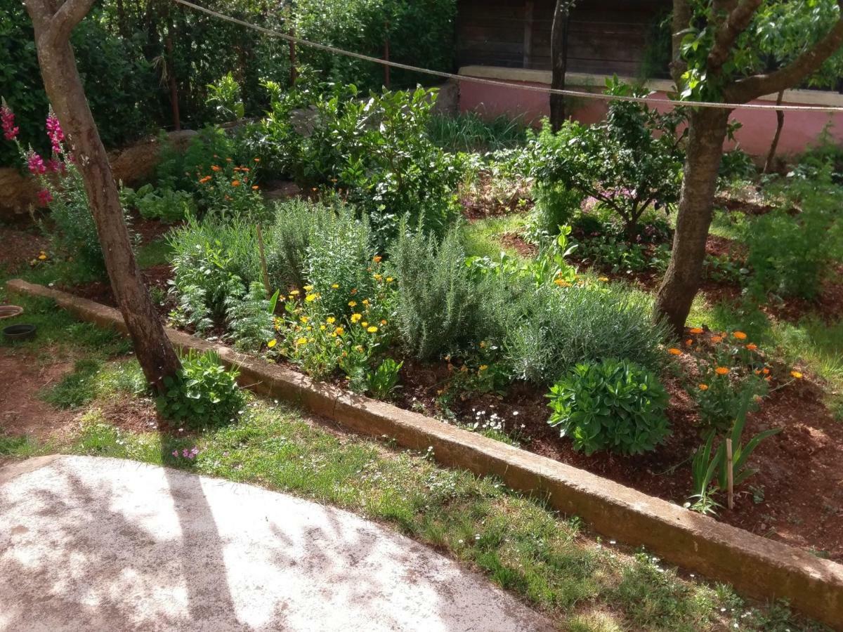 Apartments Ingrid Novigrad Istria Dış mekan fotoğraf